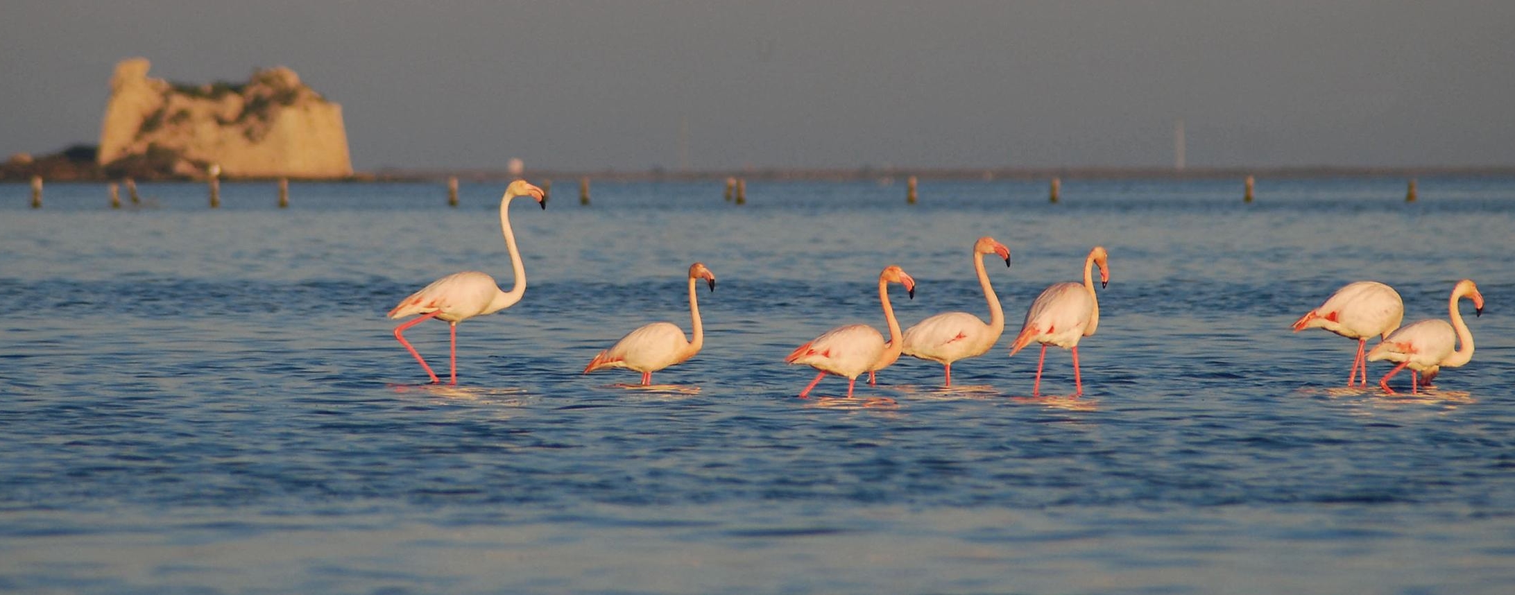 Delta del Ebro Flamingos
