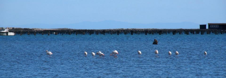Flamingos panorama Katalonien