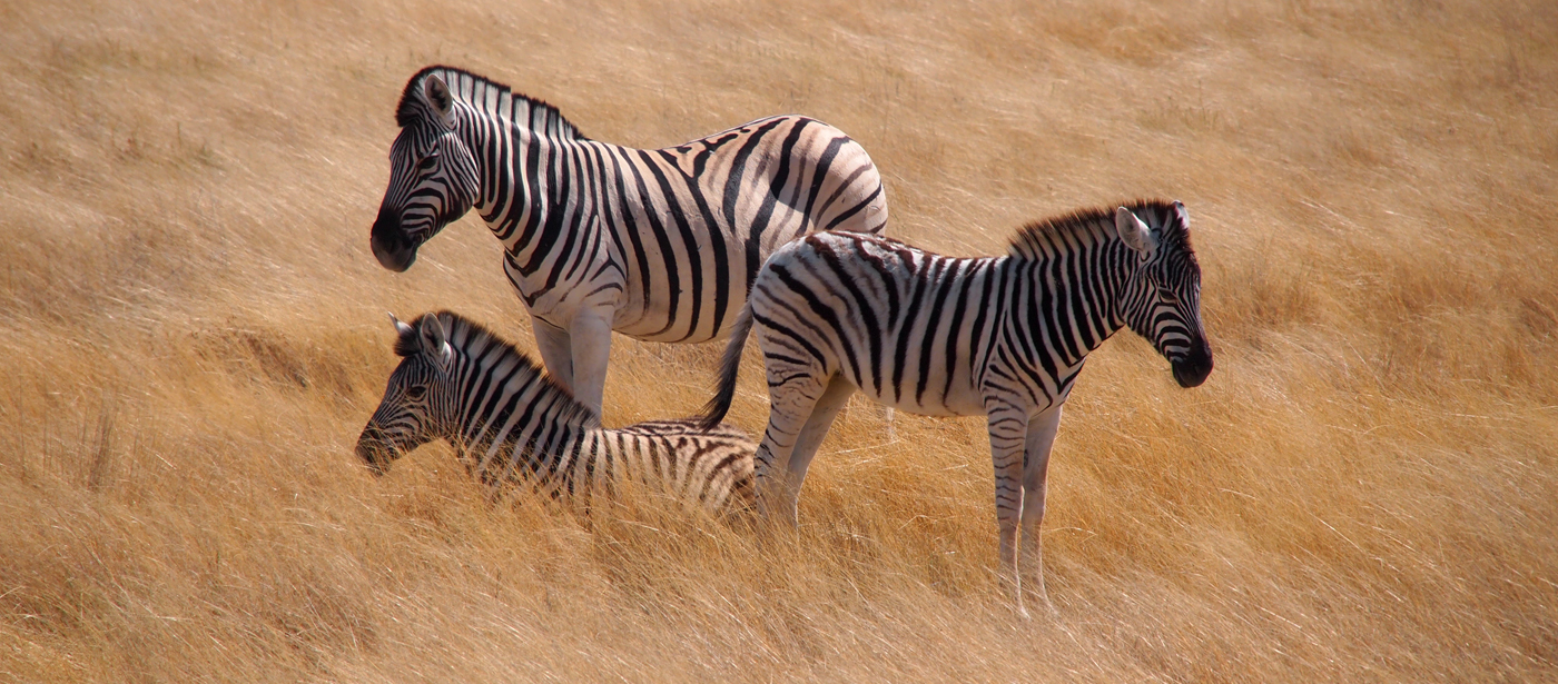 Zebras Afrika