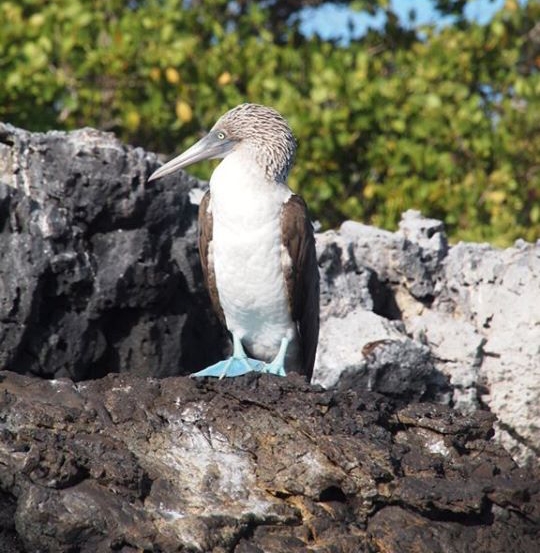 Blaufußtölpel-Galapagos