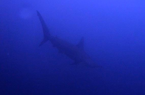Hammerhead Shark Sphyrna lewini Galapagos.jpeg
