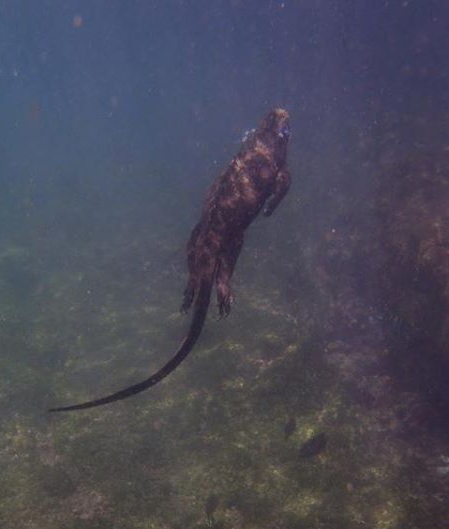 marine iguana Amblyrhynchus cristatus Diving Galapago