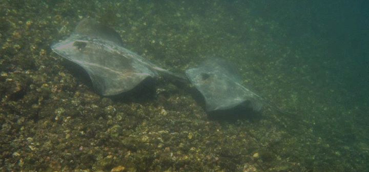Whiptail or Diamond Stringray Dasyatis brevis scubadiving-Galapagos.jpeg