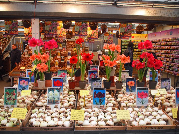 Amsterdam Blumenmarkt
