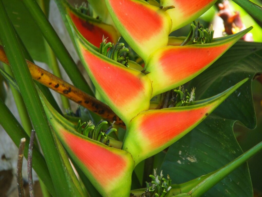 Tropische Blume