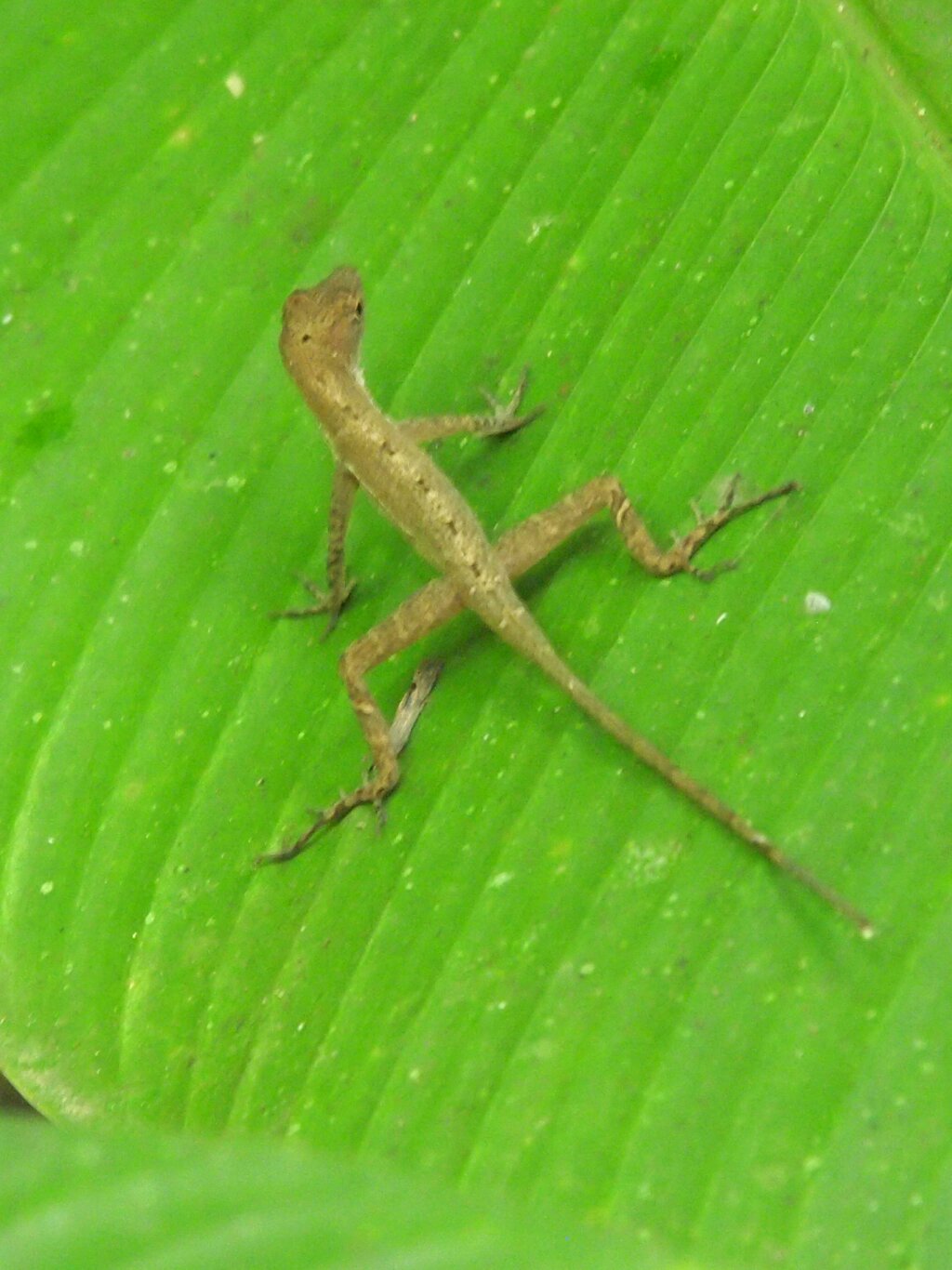 gecko Costa Rica