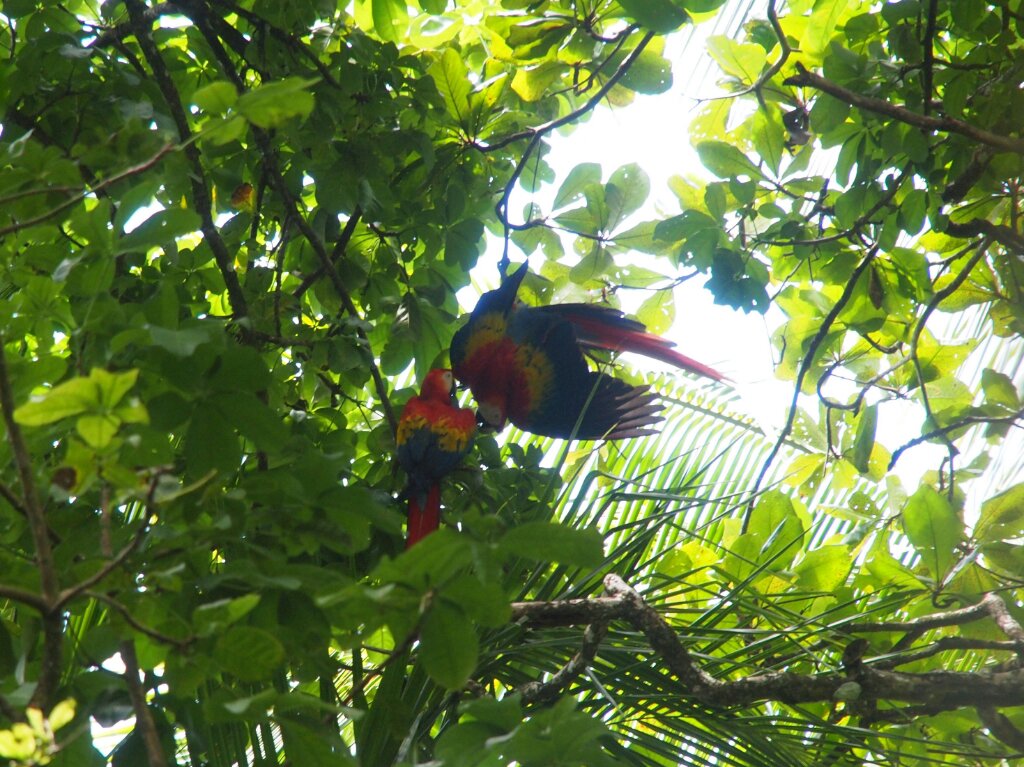 Papageien Costa Rica