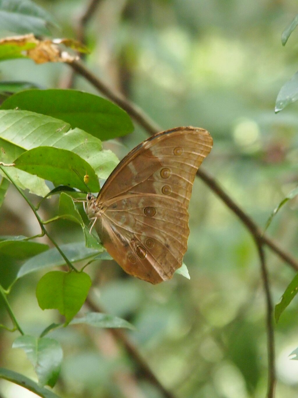 Schmetterlinge Zentralamerika