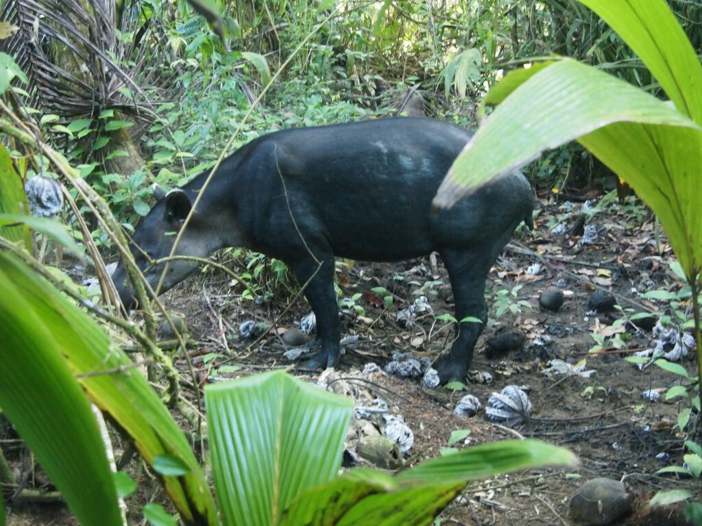 Tapirus bairdii Zentralamerika