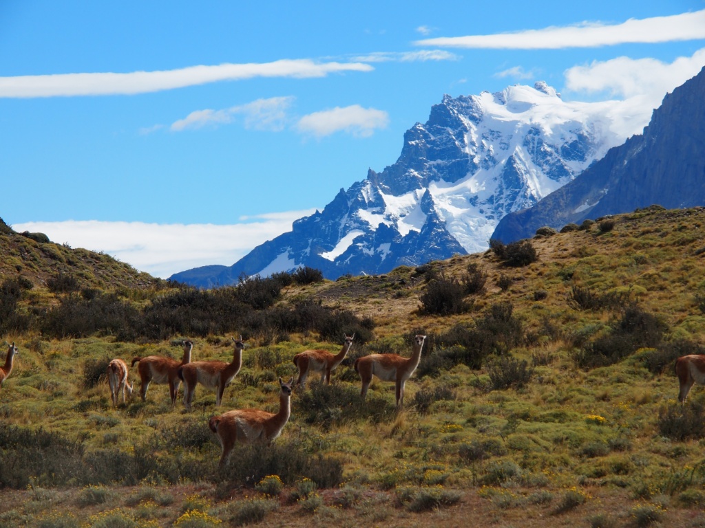 guanako herde Patagonien