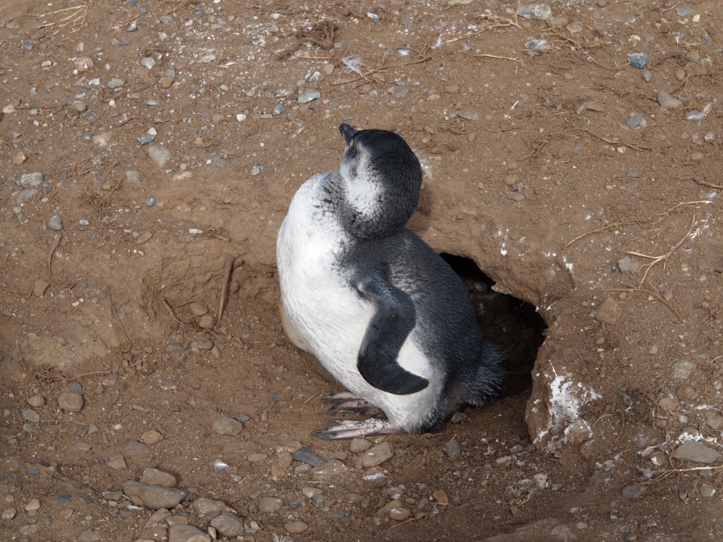 Baby Magellan-Pinguin (Spheniscus magellanicus)