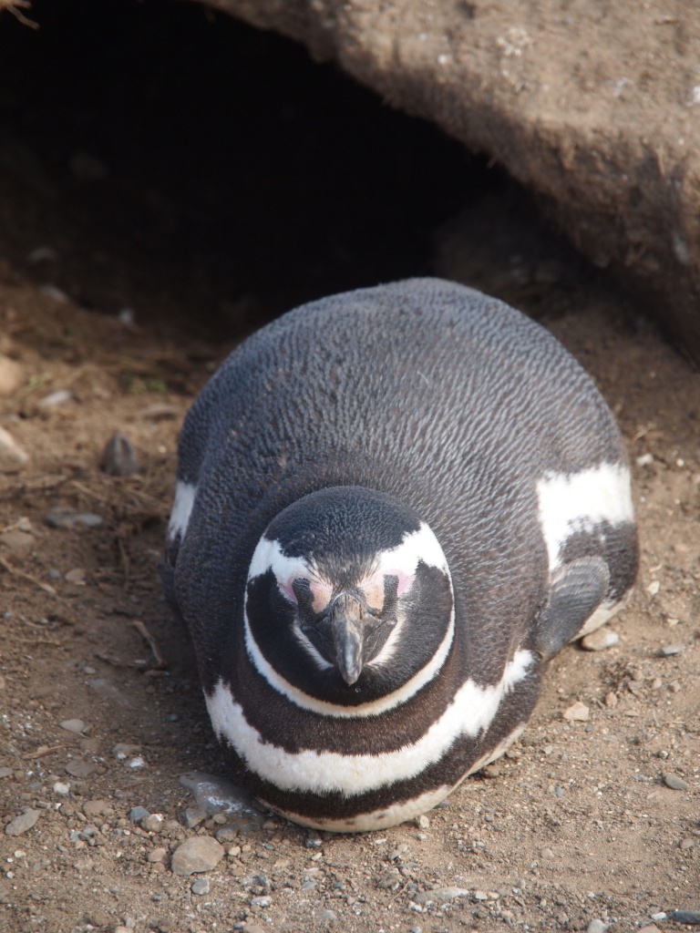 angry bird pinguin