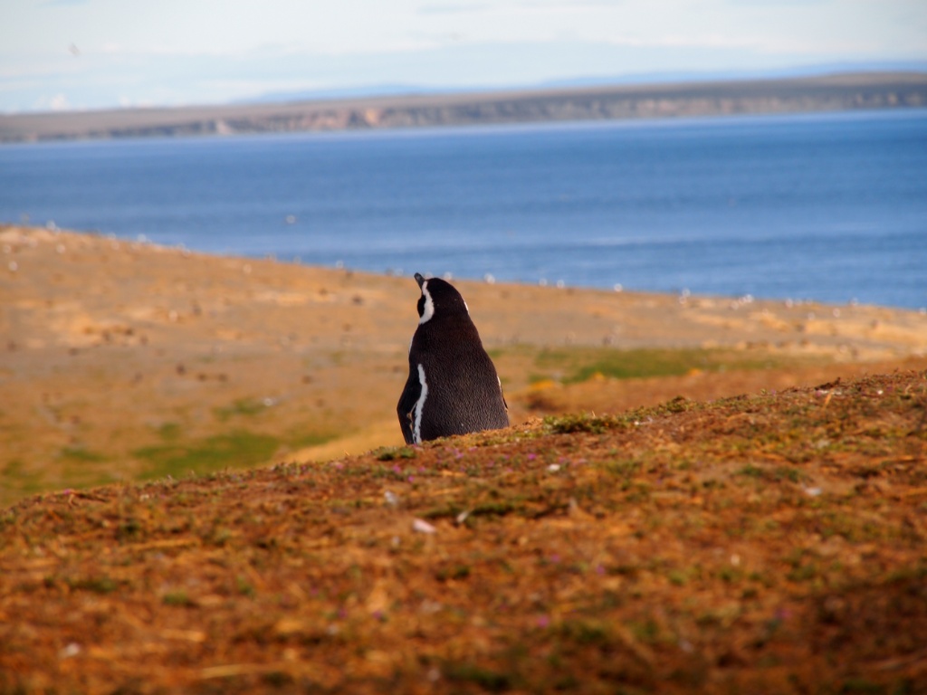 einsamer pinguin