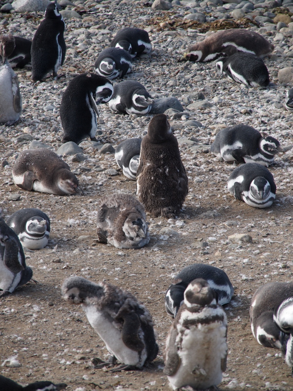 liegende Magellan-Pinguin (Spheniscus magellanicus) chile
