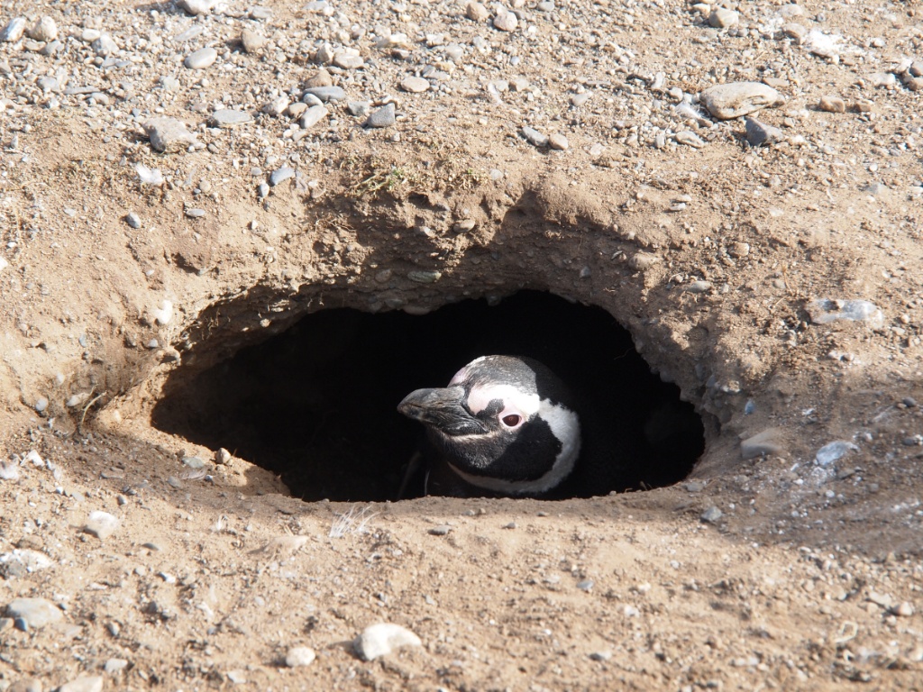 nest magellanpinguin patagonien