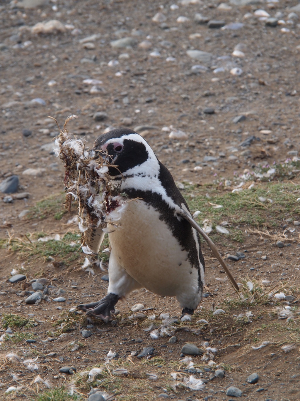 Nestbau Magellan-Pinguin (Spheniscus magellanicus)