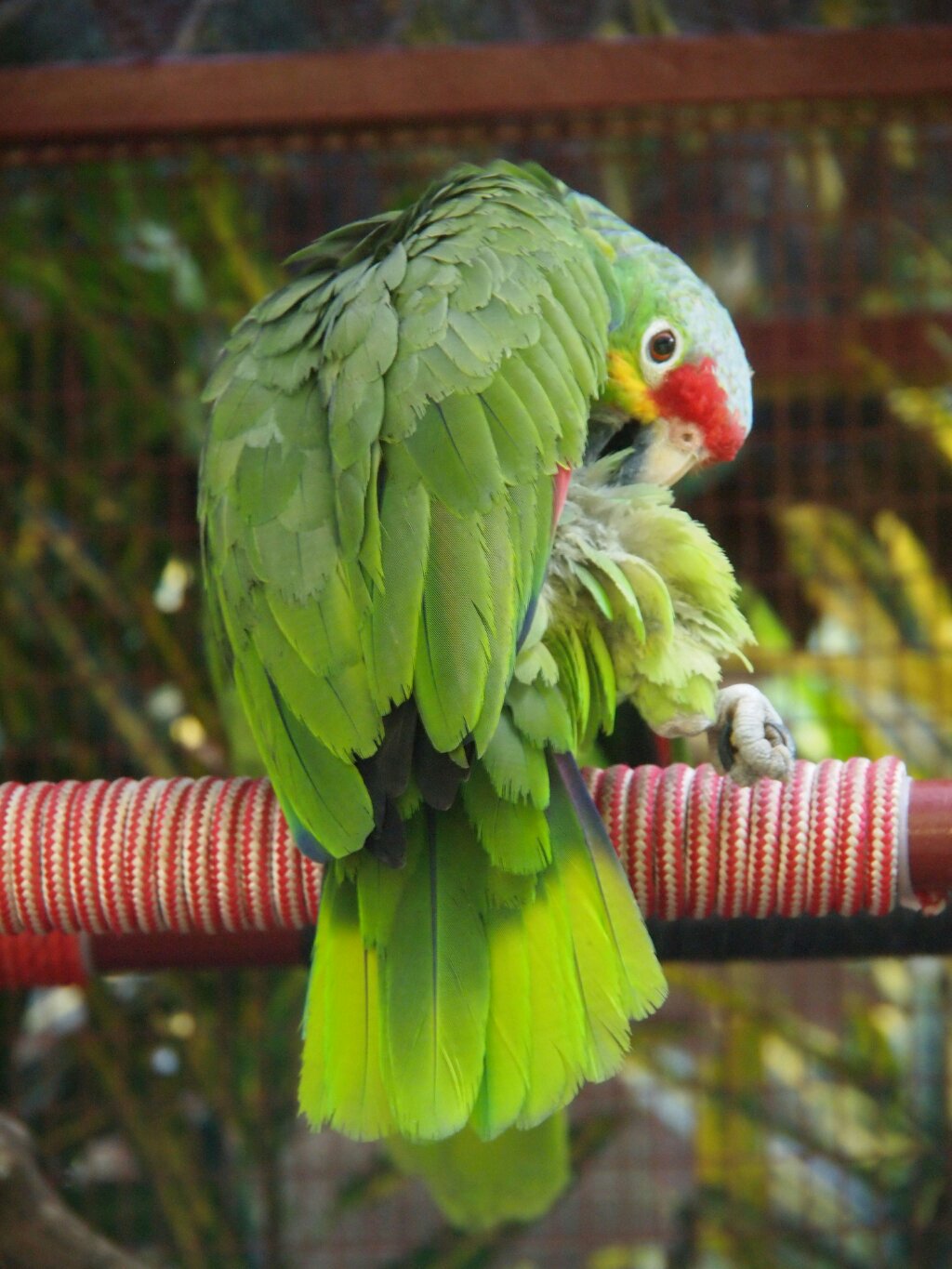 Papagei Karibik