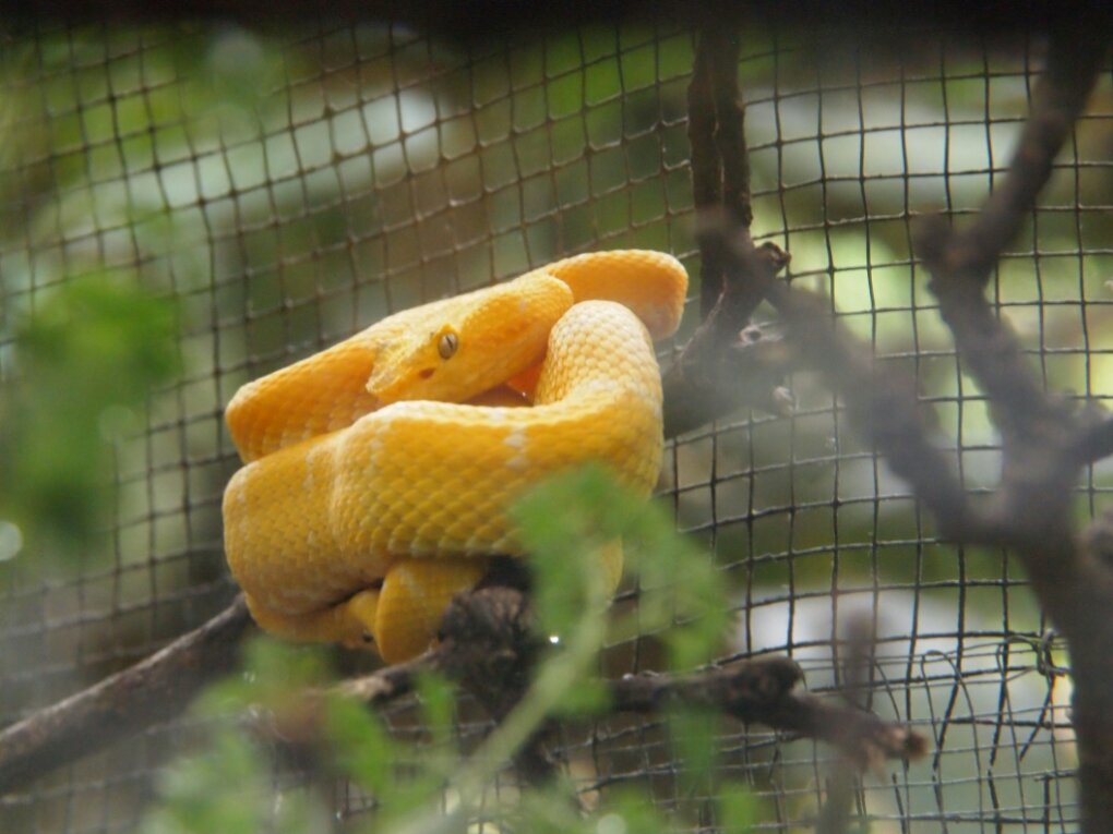 Schlange-Costa-Rica