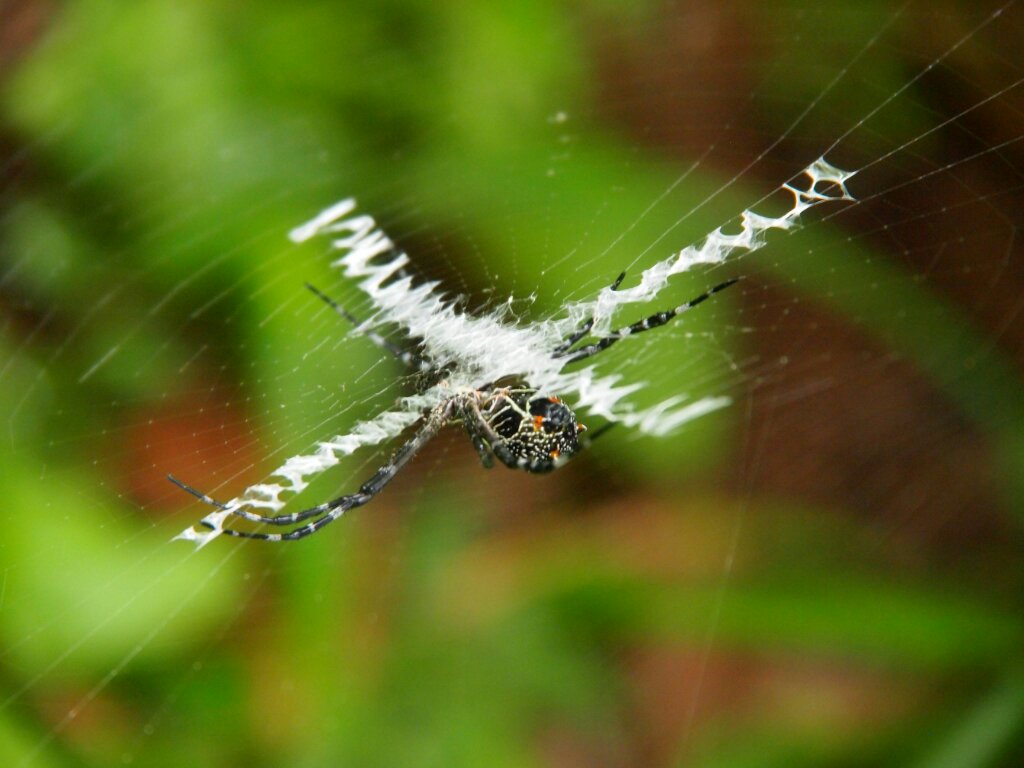 Spinne Costa Rica