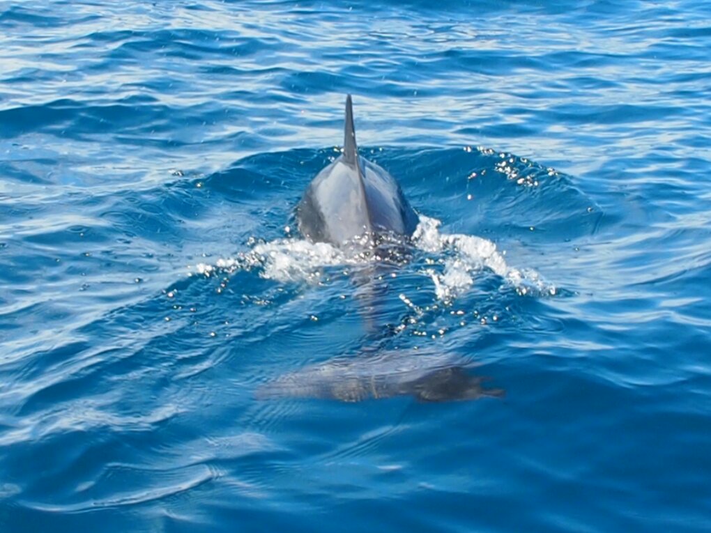 Große Tümmler Delfin (Tursiops truncatus)
