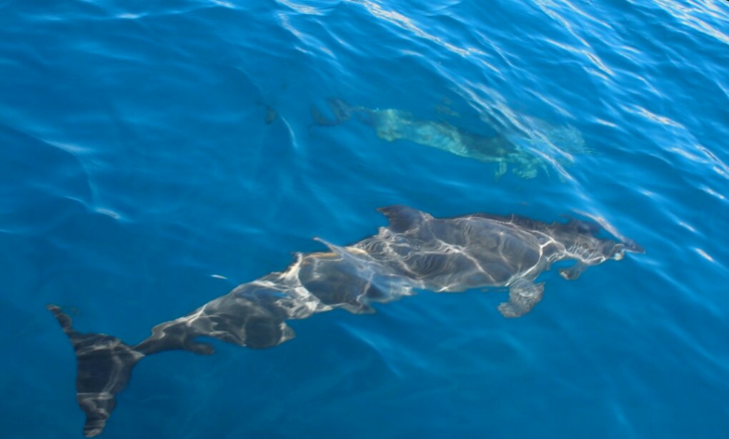 Delfin Nationalpark Ballenas