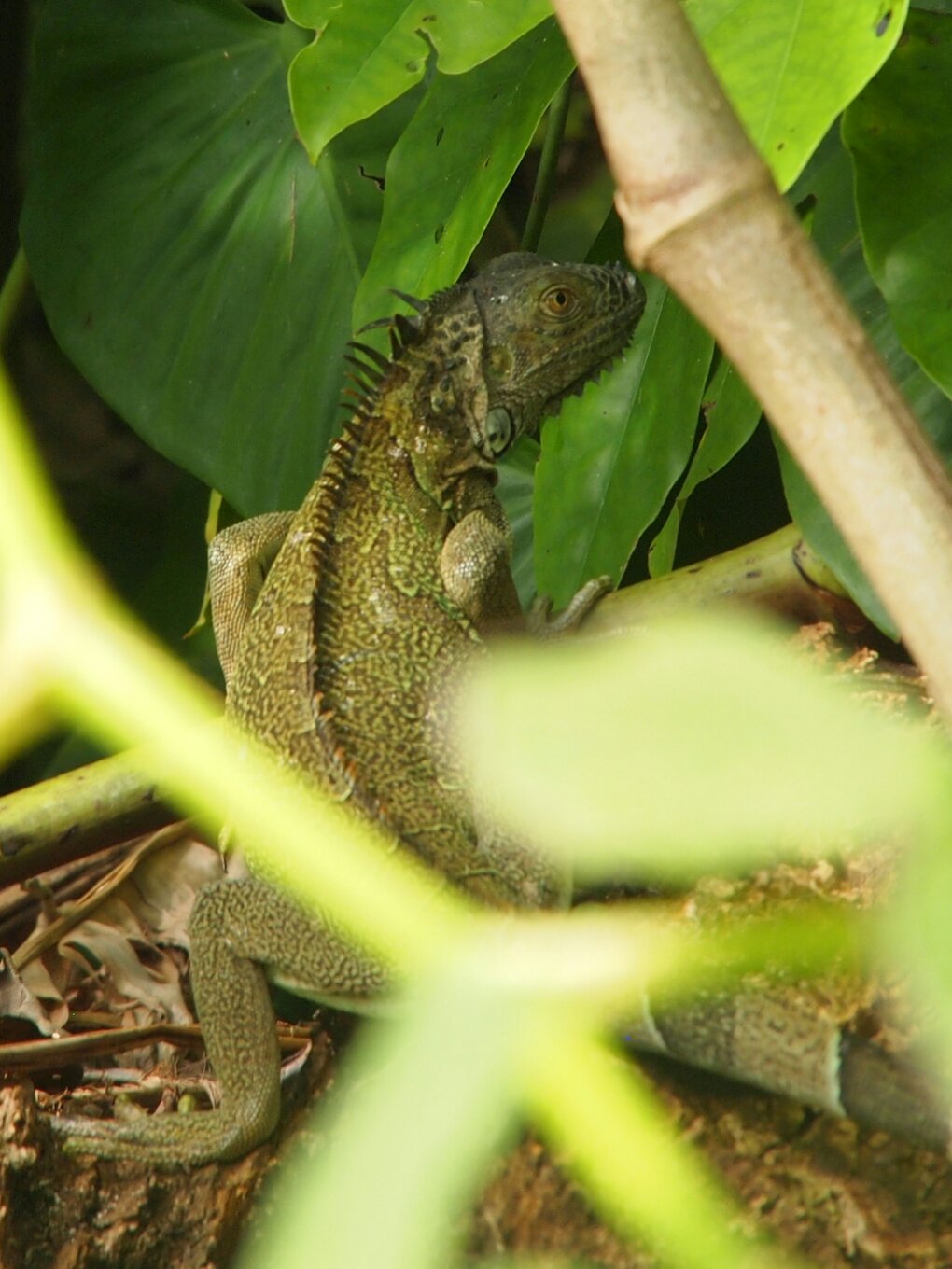 grüner Leguan Iguana iguana Karibik