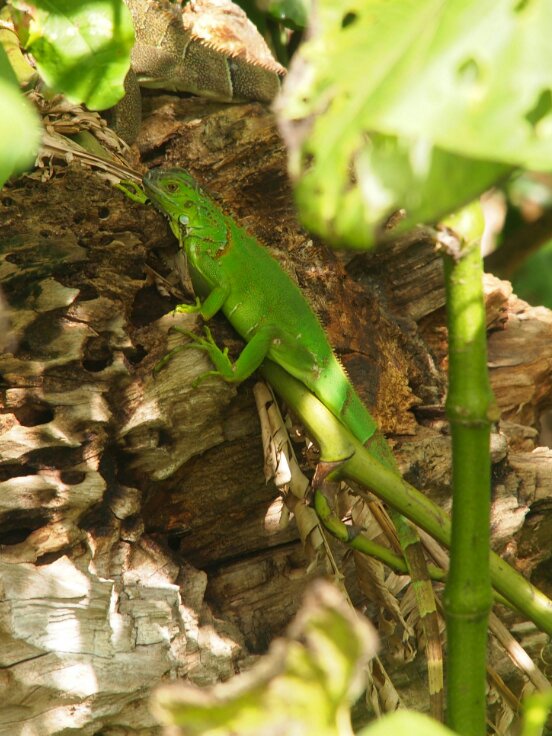iguana iguana Mittelamerika
