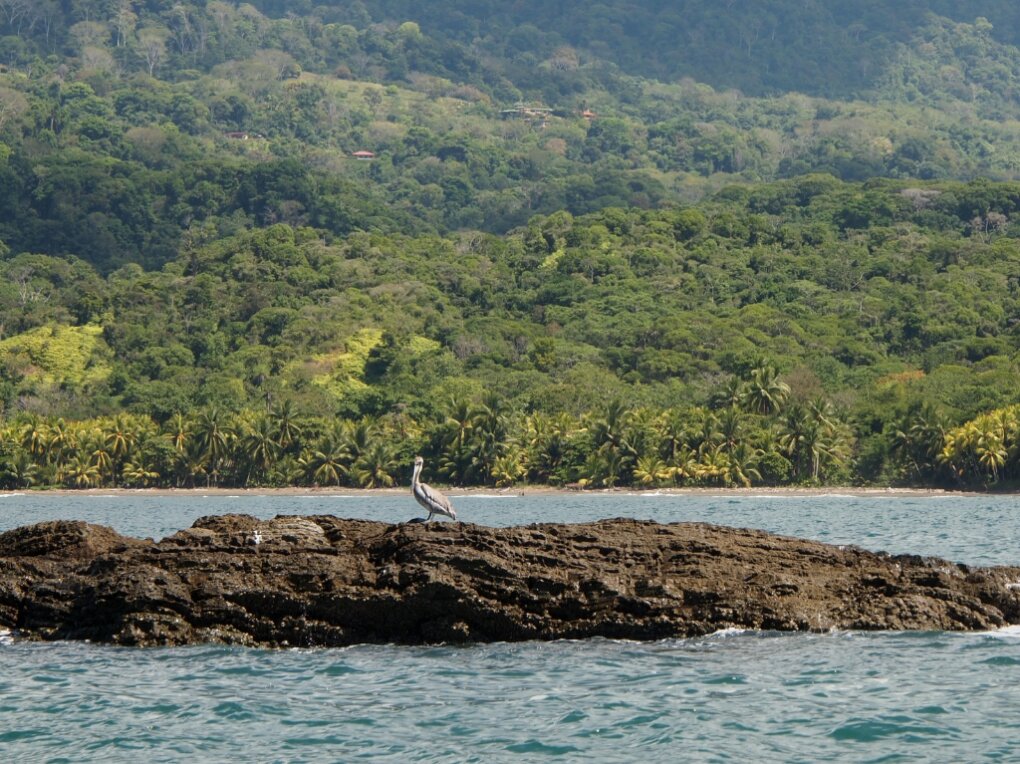 pelikan Ballenas Nationalpark