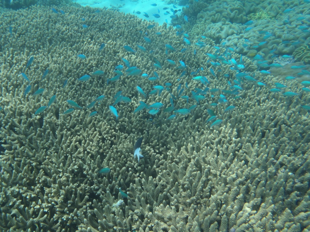 Fischschwarm agincourt reef