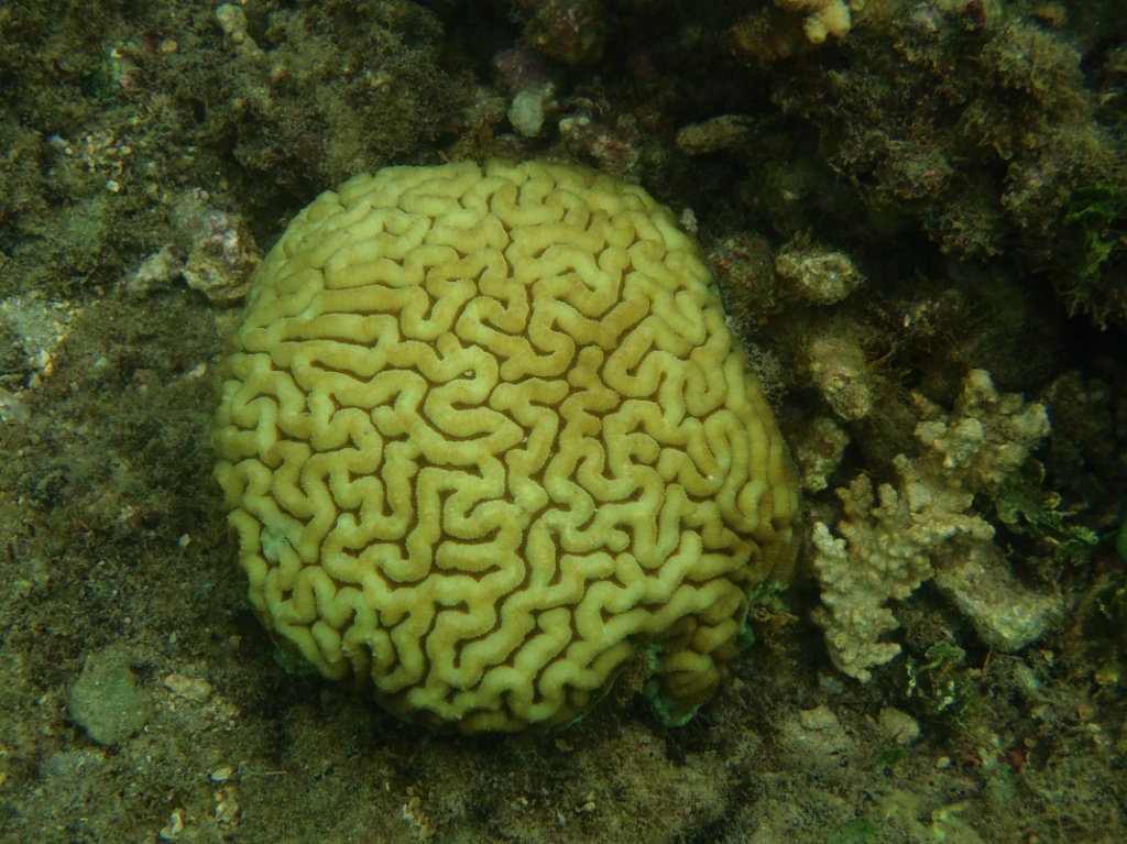 Gelber schwamm great barrier reef