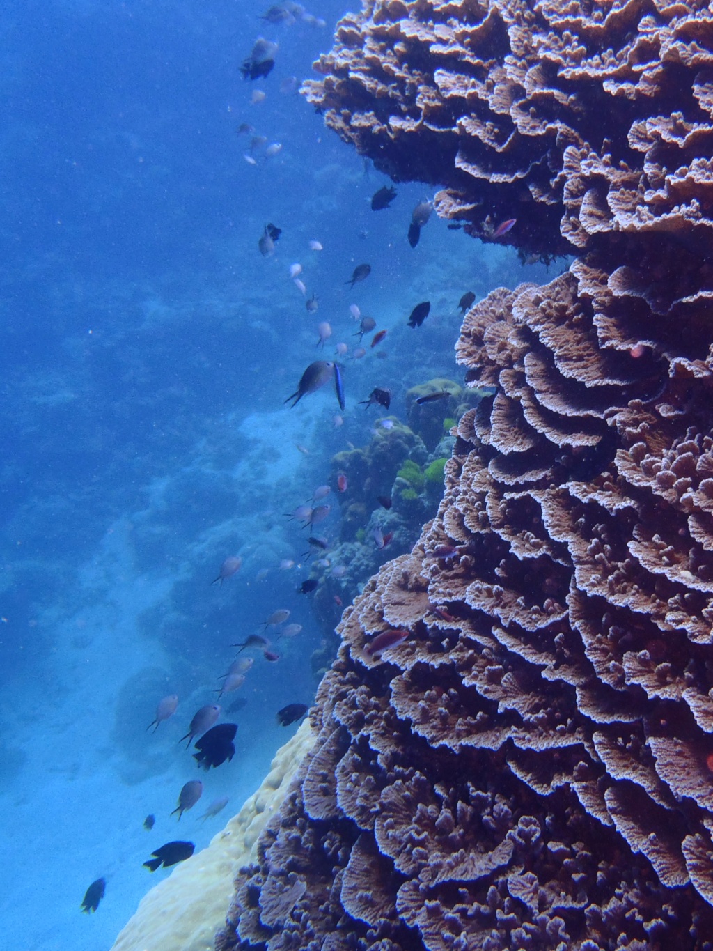 great barrier reef australien