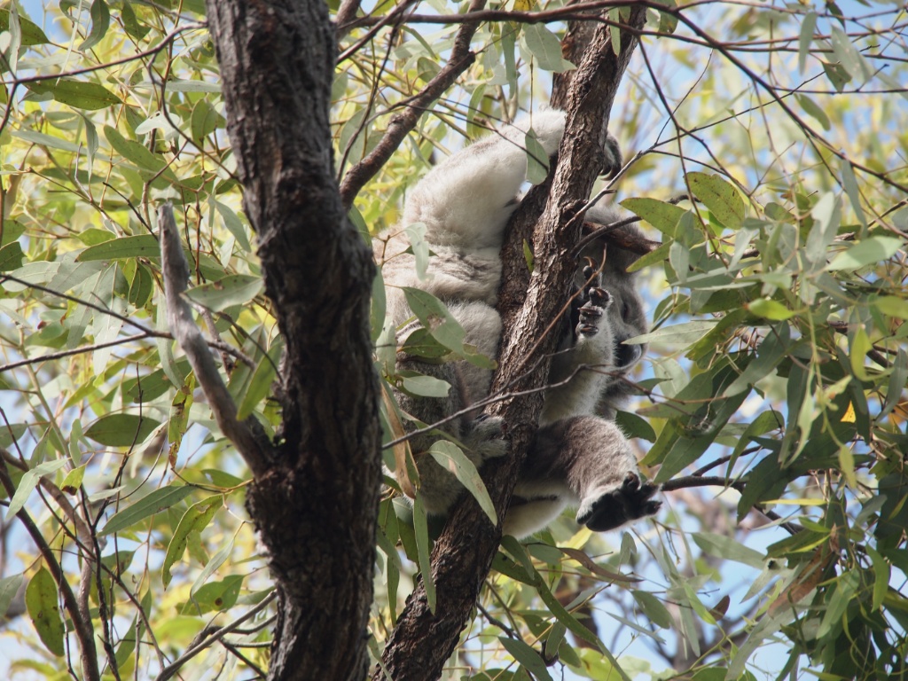 Hängender koala