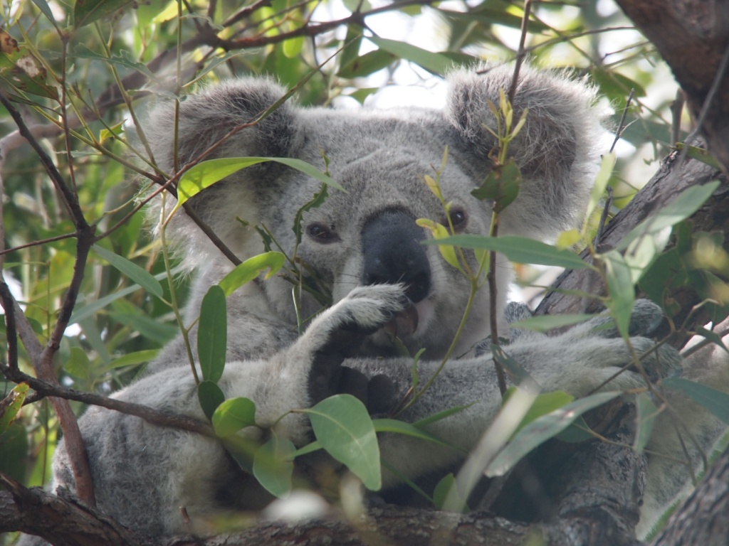 Koala Phascolarctos cinereus magnetic island