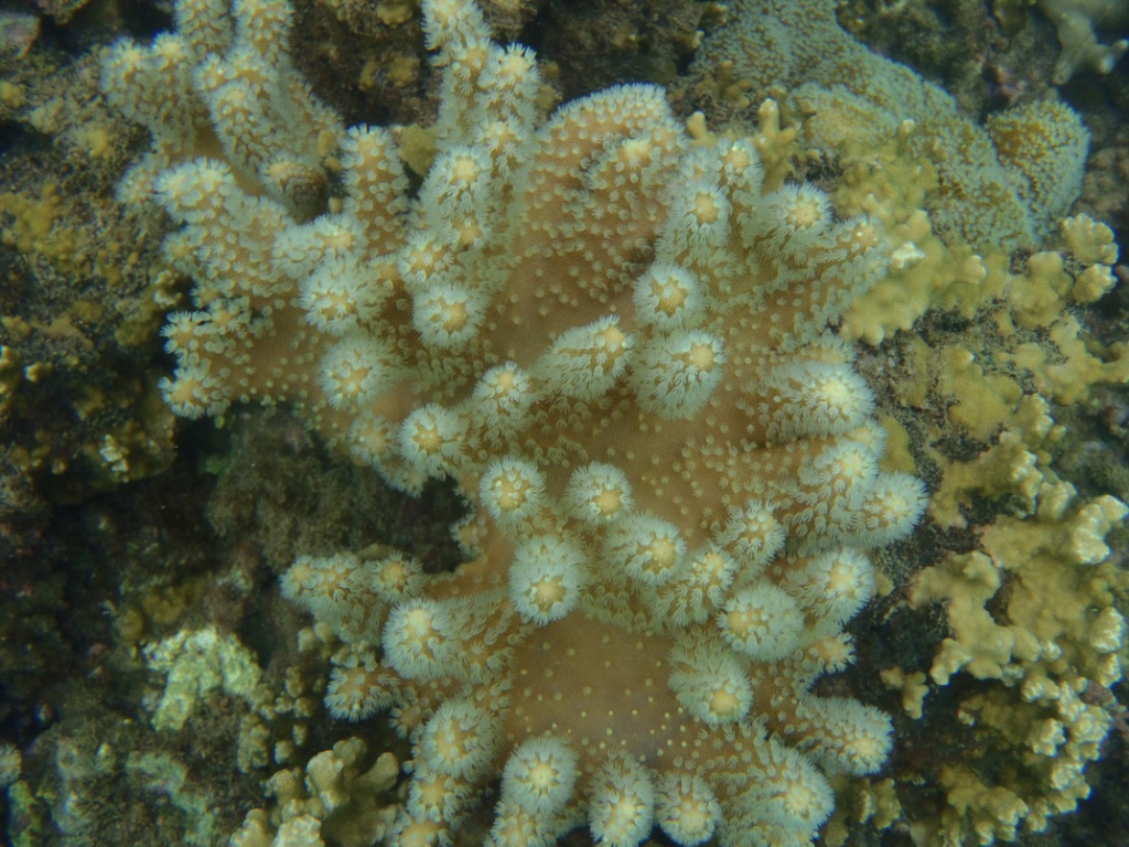 Koralle gbr