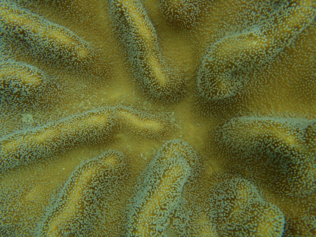 Koralle weltreise