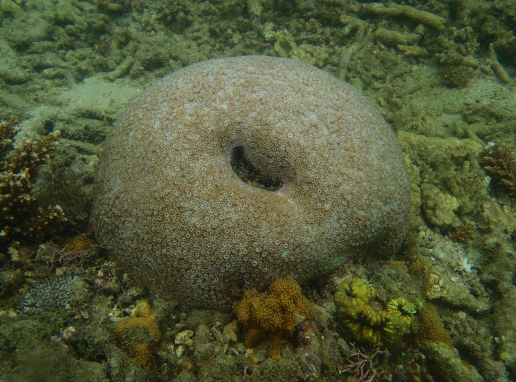 Korallen australien