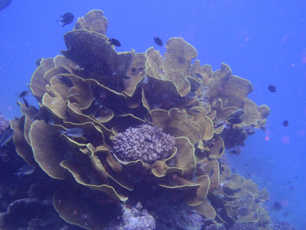 Korallen australien