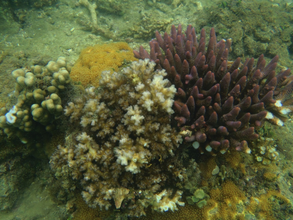 Korallen great barrier reef