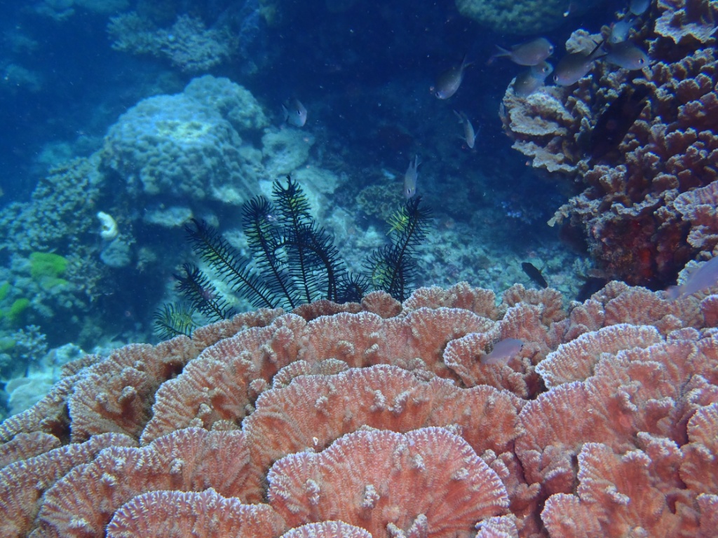 korallen queensland