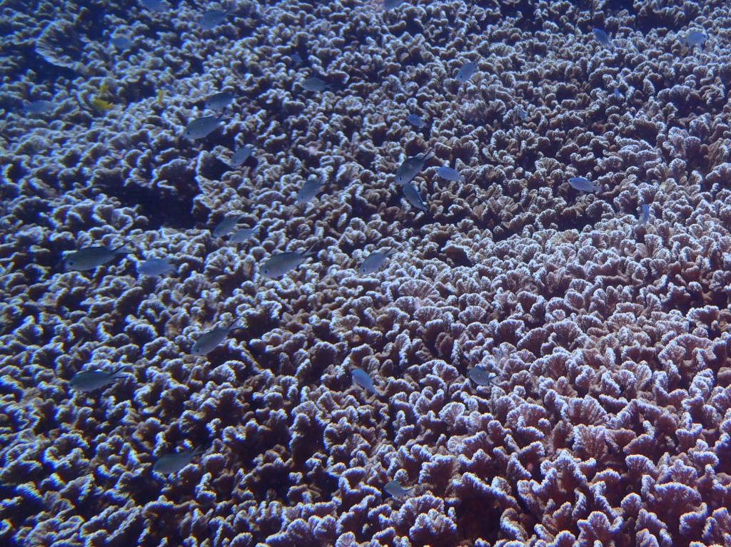 Korallenriffe Pazifik