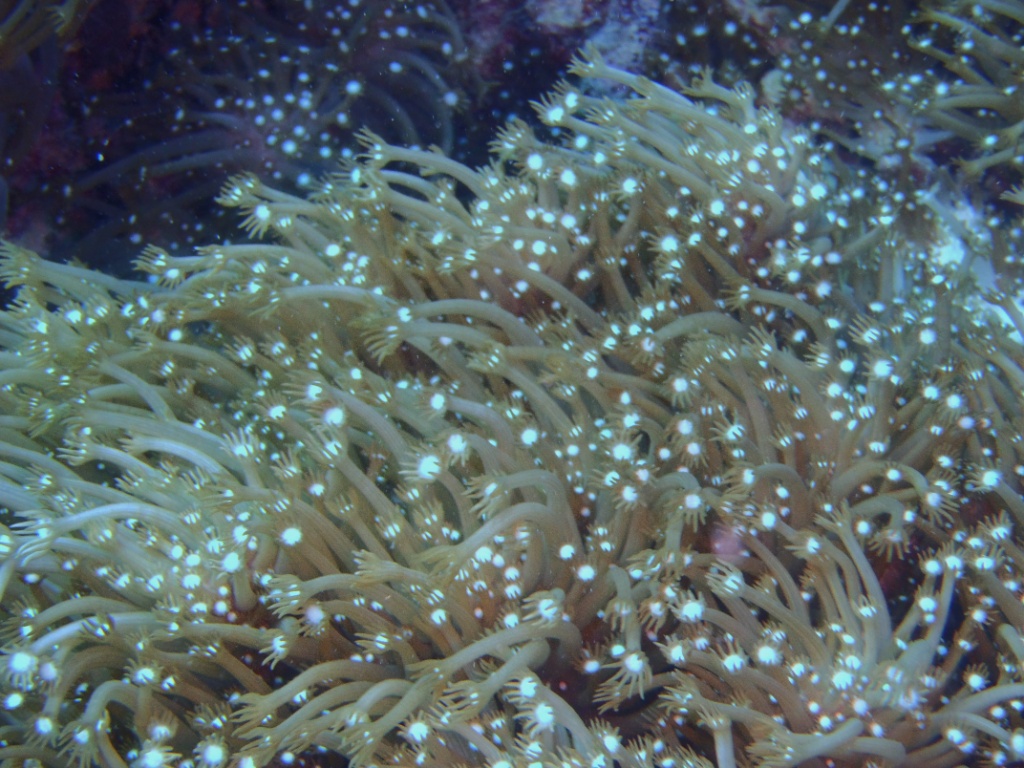 Leuchtende koralle