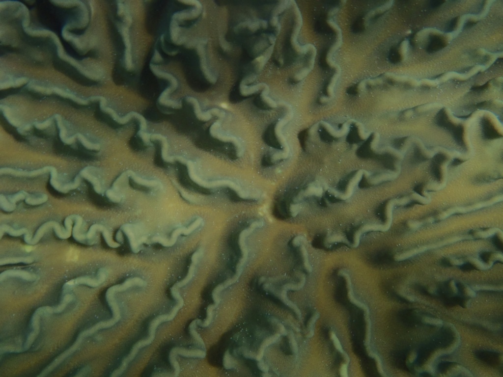 Makro koralle