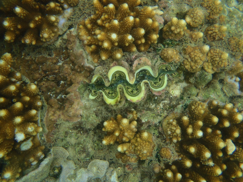 Riesenmuscheln (Tridacnidae) great barrier reef