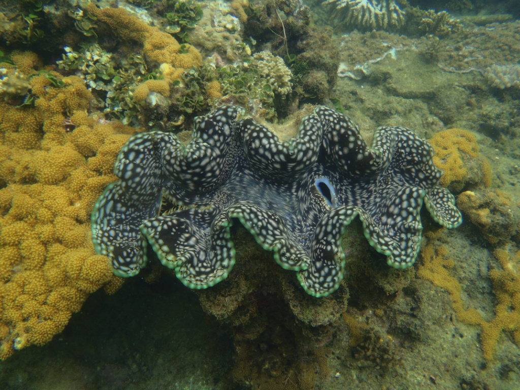 Riesenmuschel great barrier reef