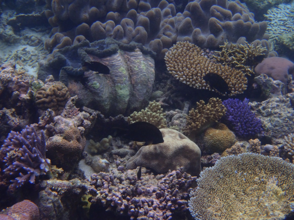 Unterwasserlandschaft Pazifik