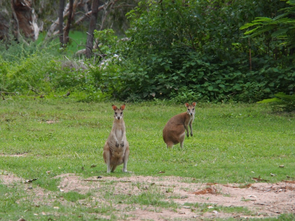 Wallaby magnetic Island