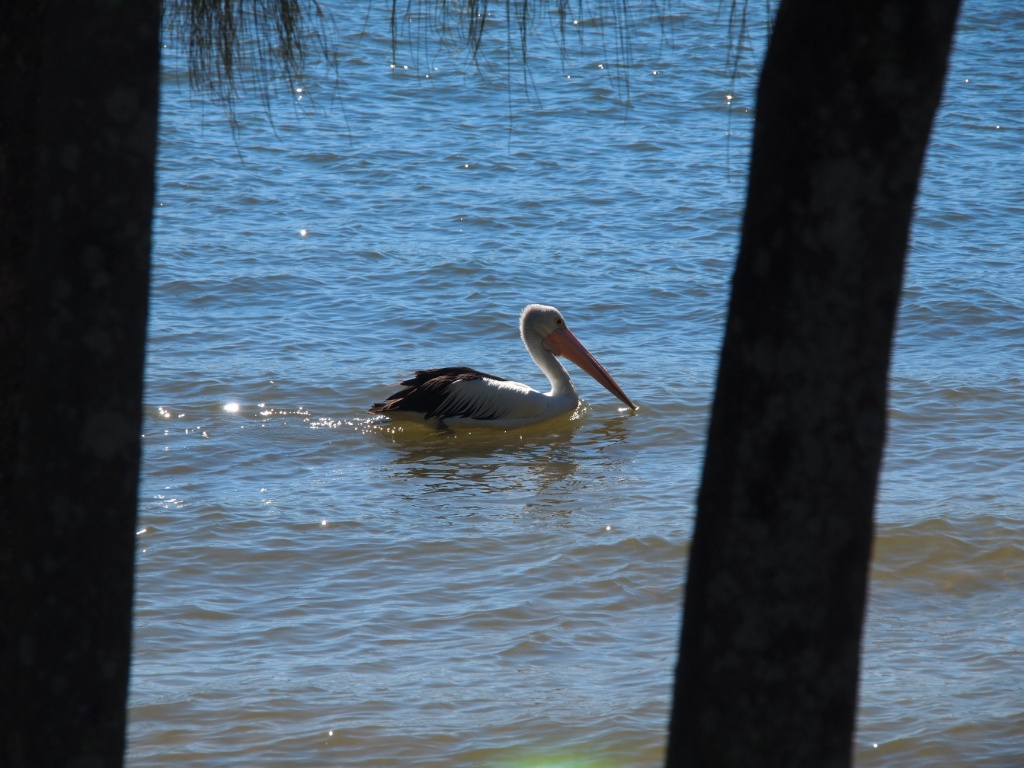 Pelikan australien
