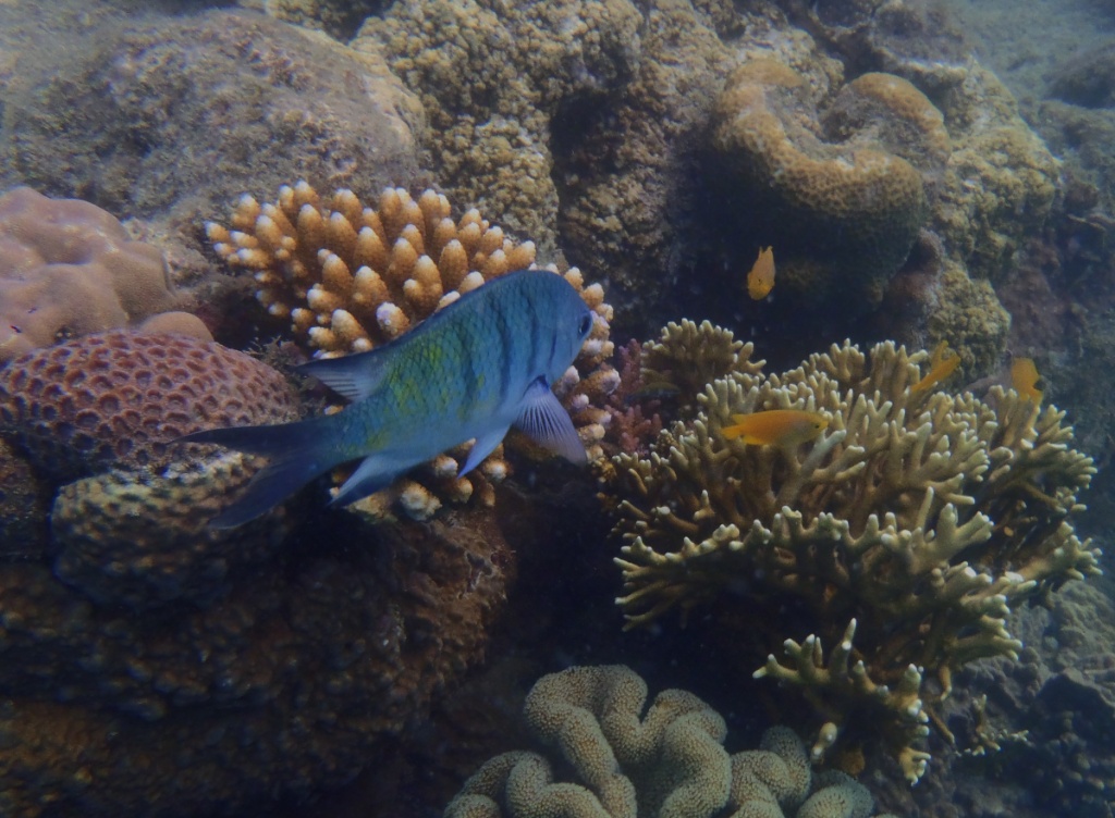 korallenriff whitsundays