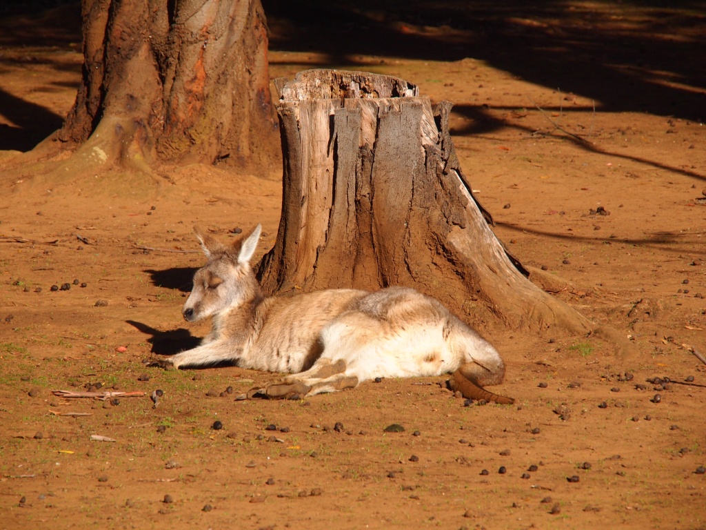 Känguru park Tasmanien