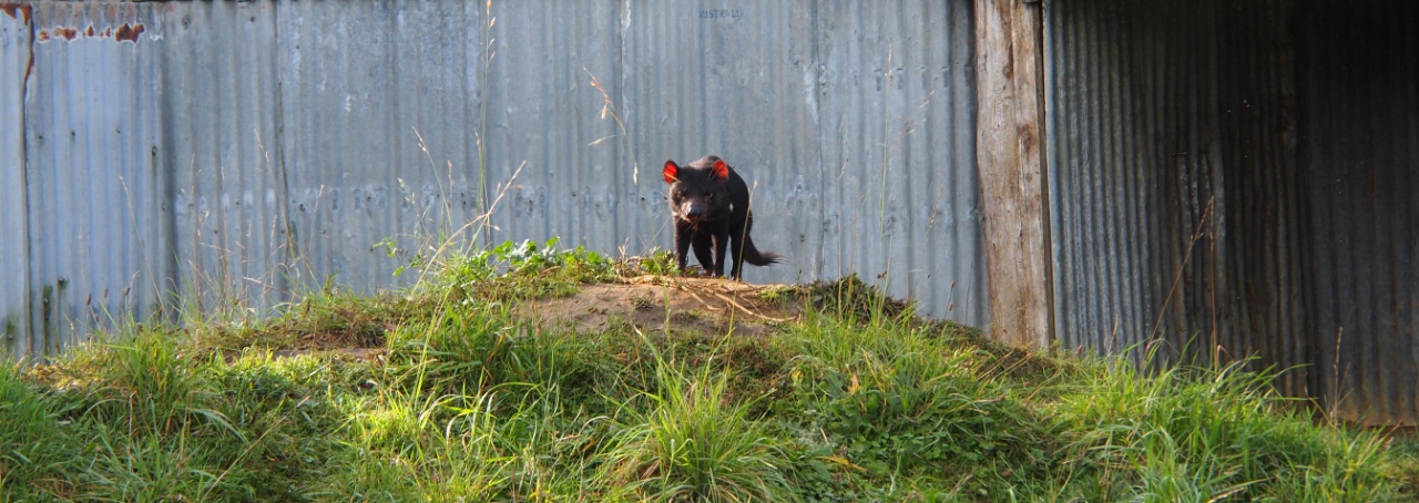tasmanischer-teufel-weltreise